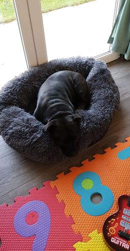 Customer photo review of Lit Apaisant Comfy® |  Pour Chien et Chat