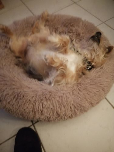 Customer photo review of Lit Apaisant Comfy® |  Pour Chien et Chat