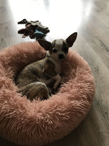 Customer photo review of Lit Apaisant Comfy® |  Pour Chien et Chat