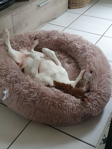 Customer photo review of Lit Apaisant Comfy® |  Pour Chien et Chat