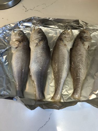 Customer photo review of [Choripdong] Salted & Gutted Yellow Croaker 10pc (1.3kg)