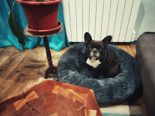 Customer photo review of Lit Apaisant Comfy® |  Pour Chien et Chat