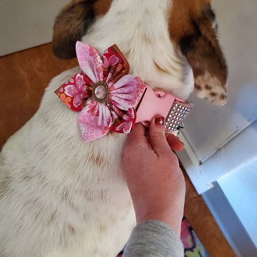 Customer photo review of Pink Girl dog collar Flower, tropical floral dog collar, japanese puppy collar, medium large dog collar, female small dog collar, red collar