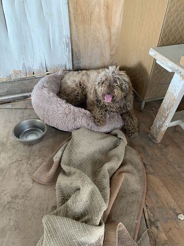 Customer photo review of Lit Apaisant Comfy® |  Pour Chien et Chat