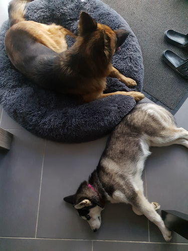 Customer photo review of Lit Apaisant Comfy® |  Pour Chien et Chat