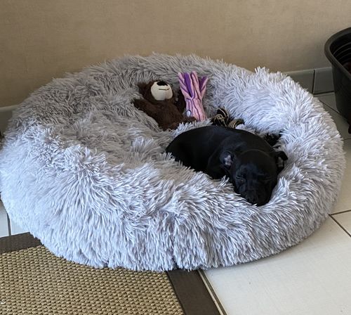 Customer photo review of Lit Apaisant Comfy® |  Pour Chien et Chat