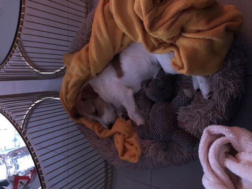 Customer photo review of Lit Apaisant Comfy® |  Pour Chien et Chat