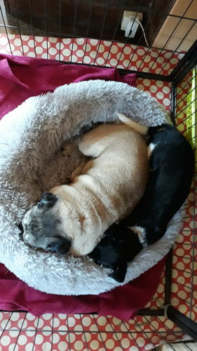 Customer photo review of Lit Apaisant Comfy® |  Pour Chien et Chat