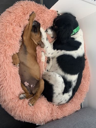 Customer photo review of Lit Apaisant Comfy® |  Pour Chien et Chat