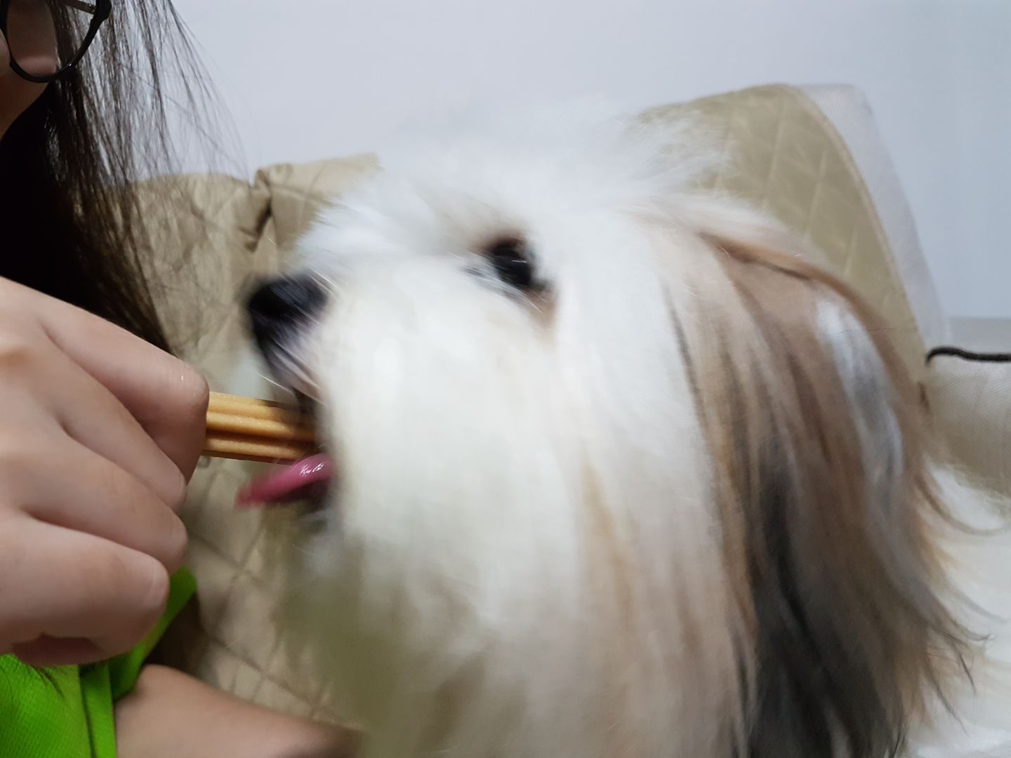 Customer photo review of arrr Dental Chew