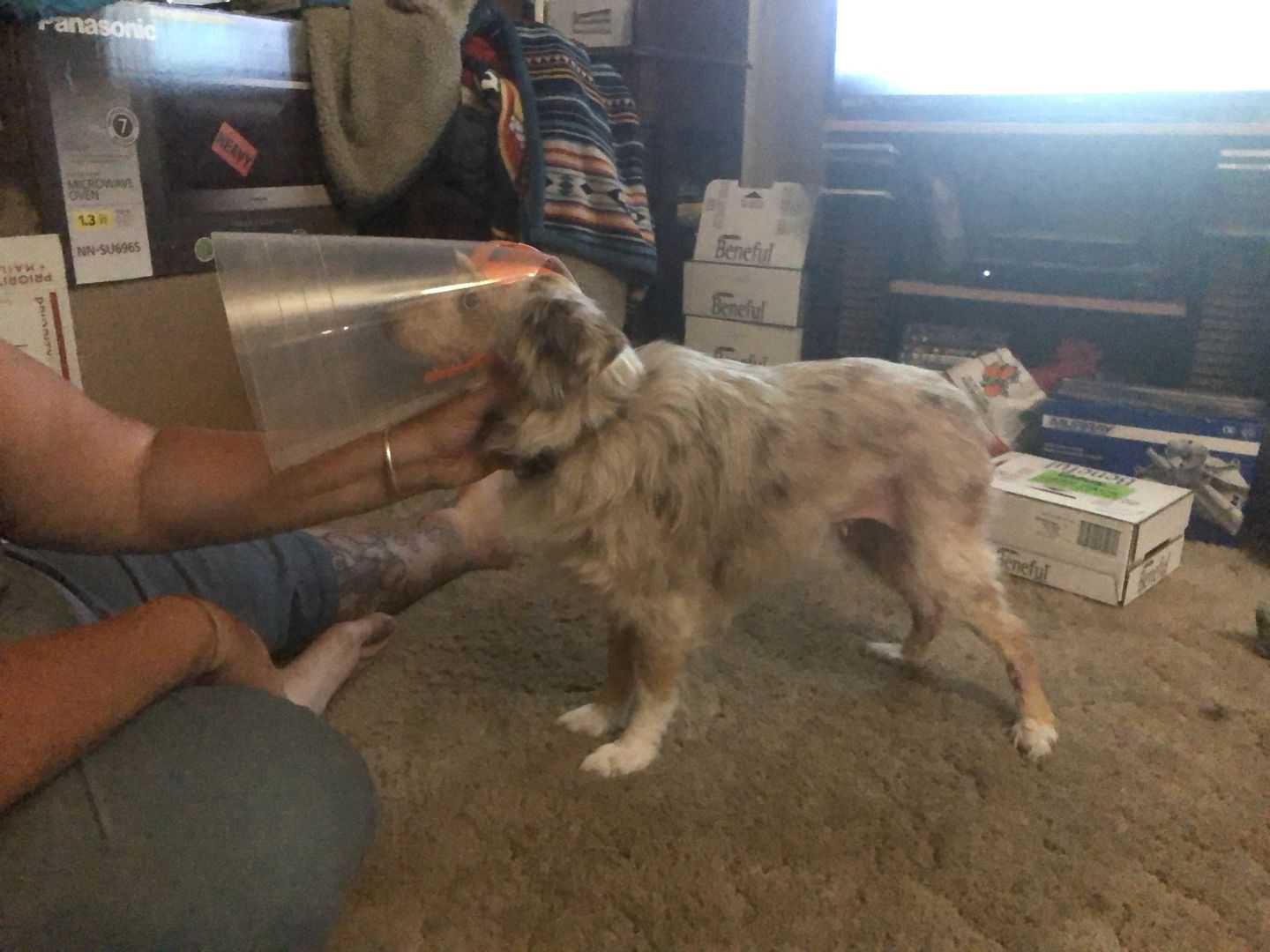 Customer photo review of NovaGuard Recovery Collar