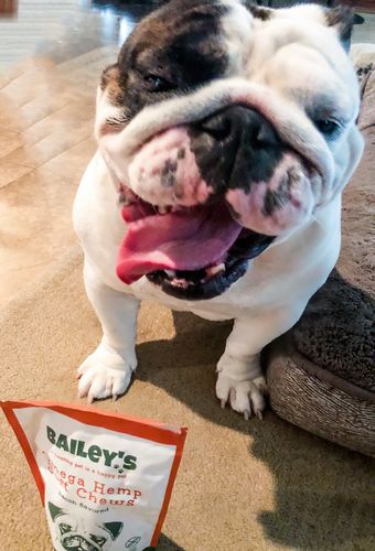 Customer photo review of Bailey's Omega Hemp Soft Chews - Bacon Flavored- 60 Count Bag