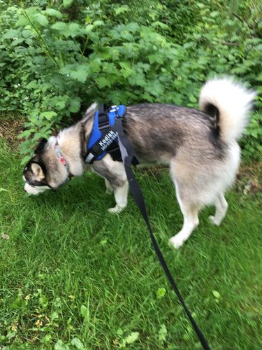 Customer photo review of Lifetime Warranty Personalized NO PULL Dog Harness (FREE Shipping)