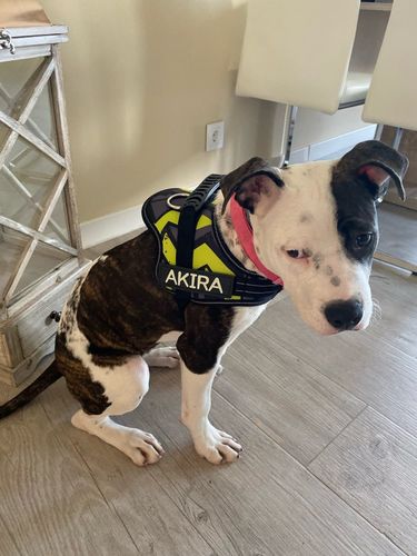 Customer photo review of Pfotenlove - Anti-Zug Personalisiertes Hundegeschirr – Premium Edition
