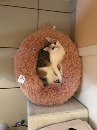 Customer photo review of Lit Apaisant Comfy® |  Pour Chien et Chat