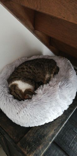 Customer photo review of Lit Apaisant Comfy® |  Pour Chien et Chat