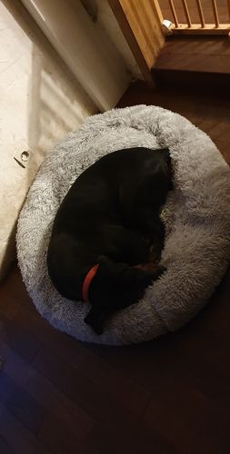 Customer photo review of Lit Apaisant Comfy® |  Pour Chien et Chat