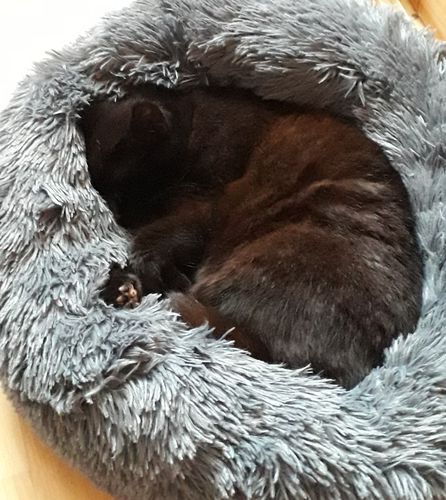 Customer photo review of Lit Apaisant Comfy® |  Pour Chien et Chat
