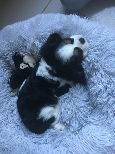 Customer photo review of Lit Apaisant Comfy® |  Pour Chien et Chat