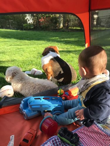 Customer photo review of Pop N' Go® Playpen