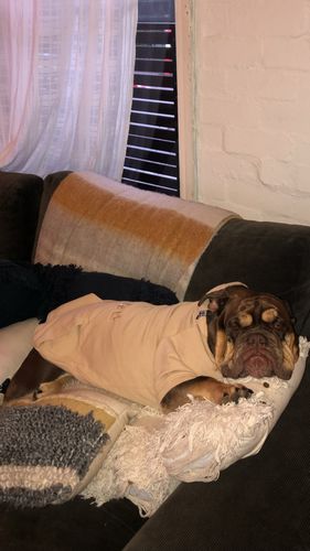 Customer photo review of Custom DOG hoodies
