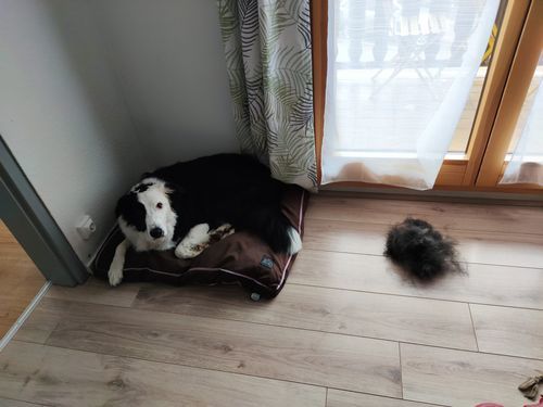 Customer photo review of Brosse Anti-Poils Chien, Chat, Cheval, Lapin | Original | Pilpoil®