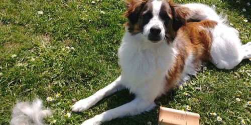 Customer photo review of Brosse Anti-Poils Chien, Chat, Cheval, Lapin | Original | Pilpoil®