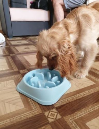 Customer photo review of Smart Gamelle Santé