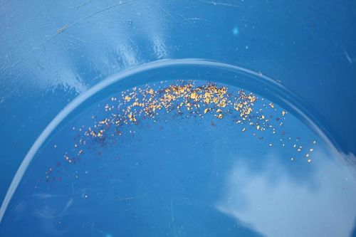 Customer photo review of *BOGO* Pioneer '2 OUNCE NUGGET HUNT' - Gold Panning Paydirt Concentrate
