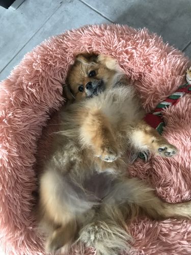 Customer photo review of Lit Apaisant Comfy® |  Pour Chien et Chat