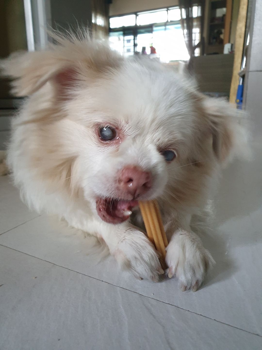 Customer photo review of arrr Dental Chew