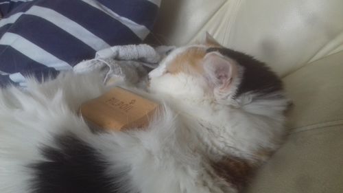 Customer photo review of Brosse Anti-Poils Chien, Chat, Cheval, Lapin | Original | Pilpoil®