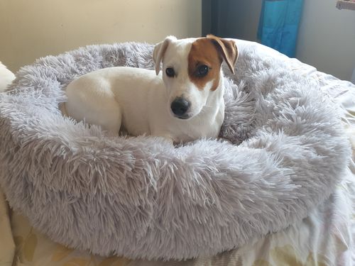 Customer photo review of Lit Apaisant Comfy® |  Pour Chien et Chat