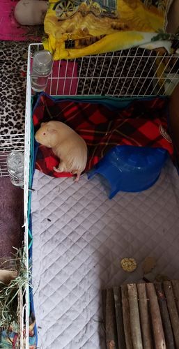 Customer photo review of GuineaDad Liner- Full Sizes with Pockets