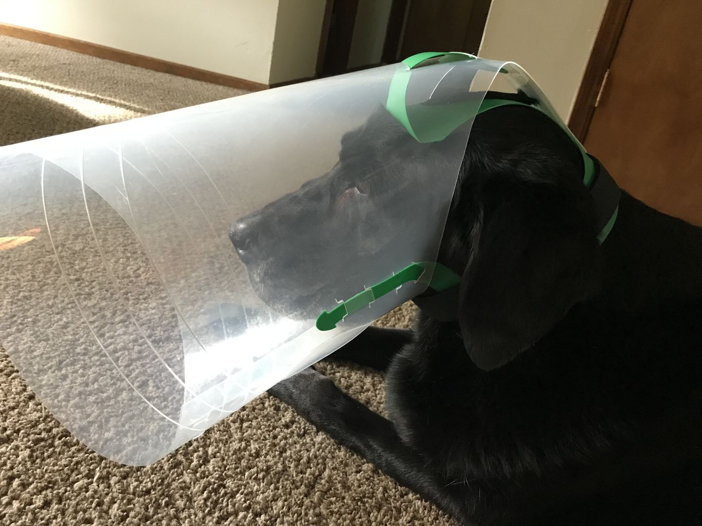Customer photo review of NovaGuard Recovery Collar