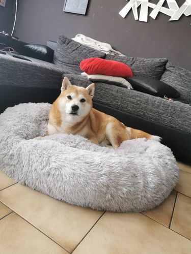 Customer photo review of Lit Apaisant Comfy® |  Pour Chien et Chat