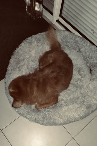Customer photo review of Lit Apaisant Comfy® |  Pour Chien et Chat