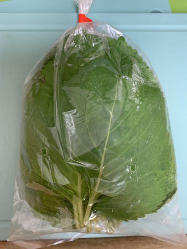 Customer photo review of [Galleria] Sesame Leaves 5 bunches