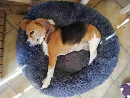 Customer photo review of Lit Apaisant Comfy® |  Pour Chien et Chat