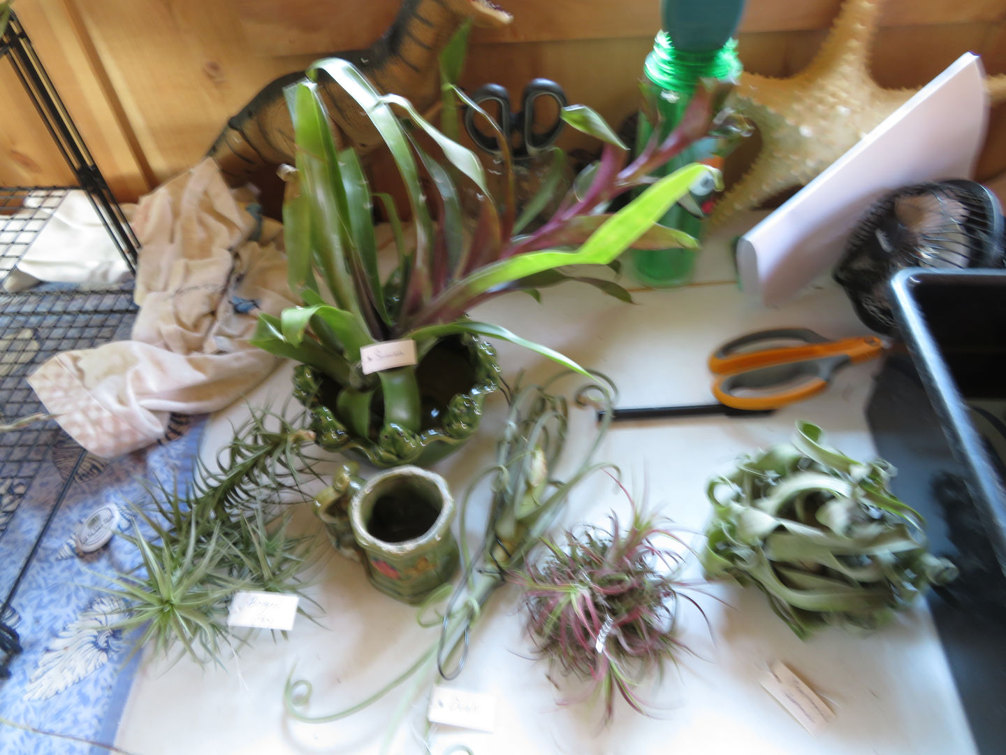 Customer photo review of 15 Pack Premium Air Plants Mix  *Cannot Be Shipped Internationally*
