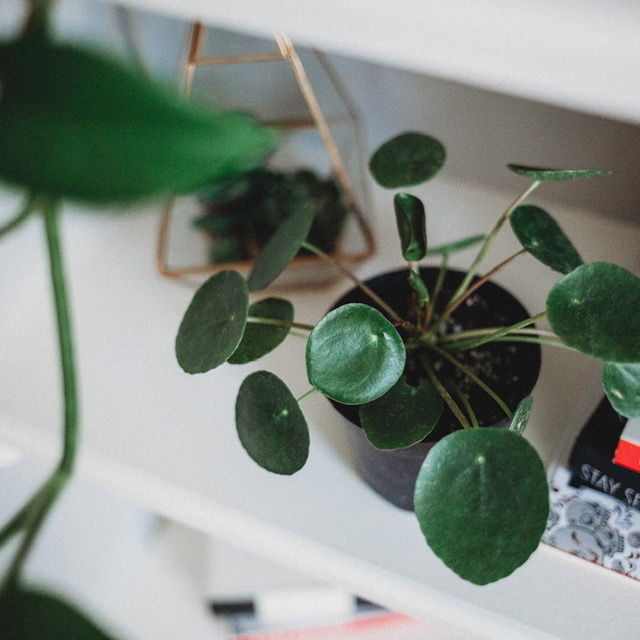 Customer photo review of 4" Pilea Peperomioides