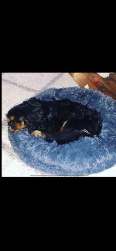 Customer photo review of Lit Apaisant Comfy® |  Pour Chien et Chat