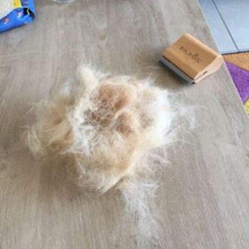 Customer photo review of Brosse Anti-Poils Chien, Chat, Cheval, Lapin | Original | Pilpoil®