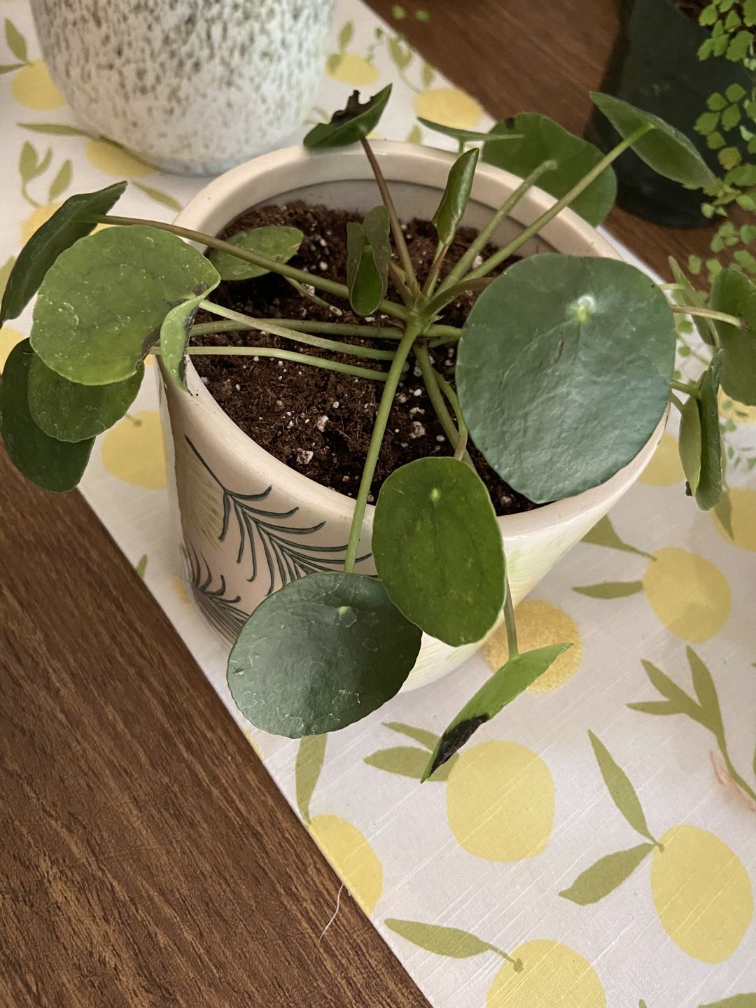 Customer photo review of 4" Pilea Peperomioides