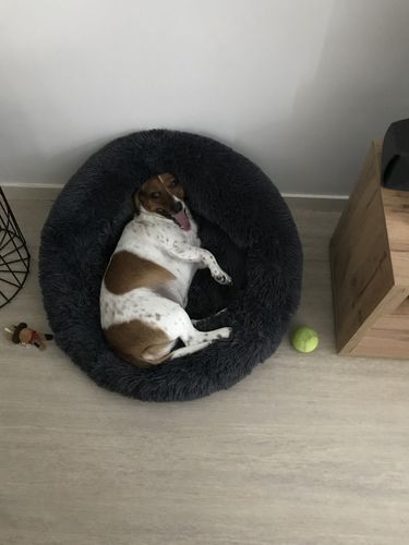 Customer photo review of Lit Apaisant Comfy® |  Pour Chien et Chat