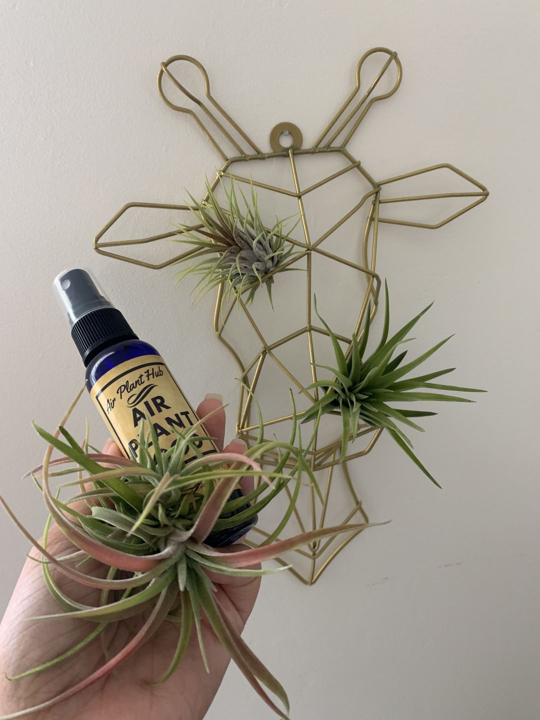 Customer photo review of 3 Air Plants & Fertilizer  Great Starter Mix
