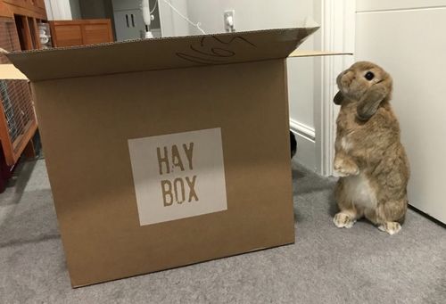 Customer photo review of Timothy Hay Box