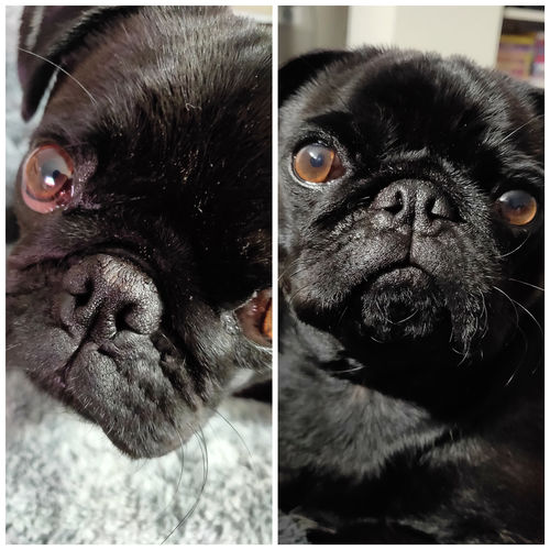 Customer photo review of Tips & Toes - Nose and Paw Balm