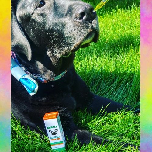 Customer photo review of Bailey's Full Spectrum Hemp Oil For Dogs w/ 300MG Naturally Occurring CBD