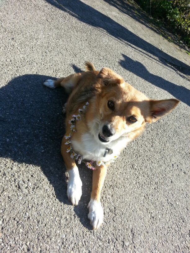 Customer photo review of Hundekekse - Kürbis-Huhn - 2 mg CBD - Total 480 mg CBD